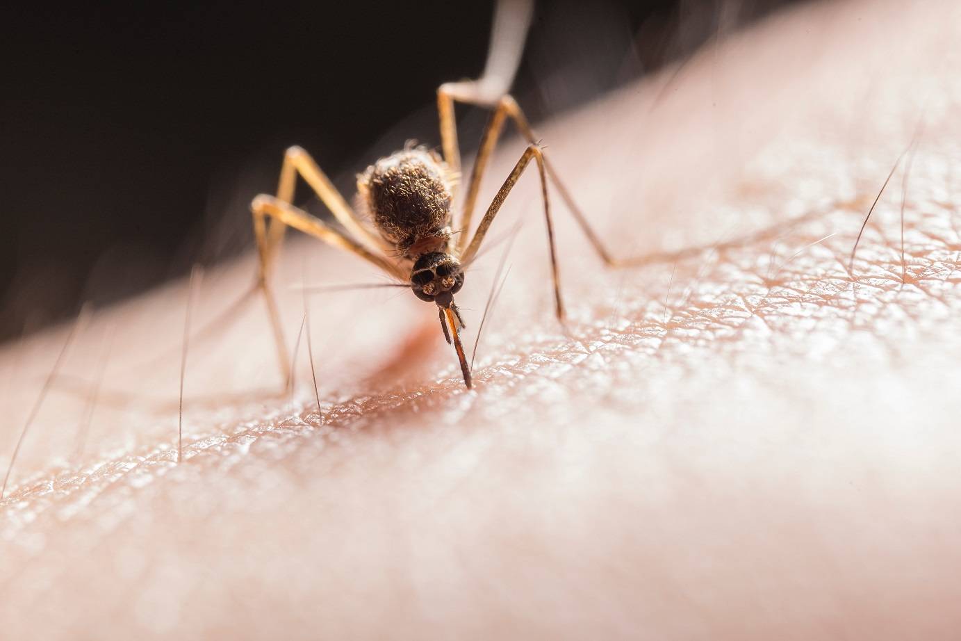 Confirman el primer caso de dengue autóctono en San Luis