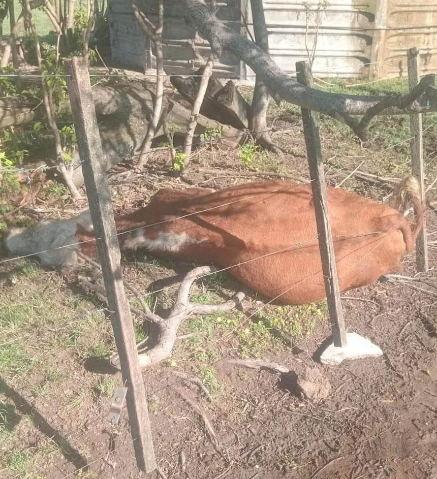 Un productor puntano sufrió el robo y faena de tres animales en su campo