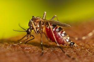 Dengue: Lo que Debes Saber