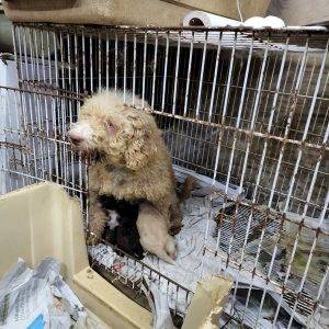 Fallo Histórico: Dueño de Criadero Clandestino Fue Condenado por Crueldad Animal en Buenos Aires