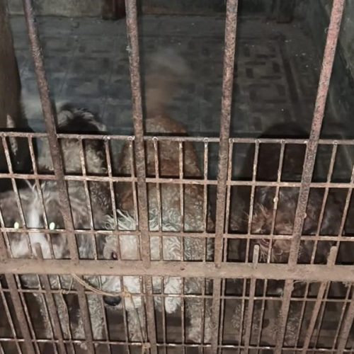Sentencia y Reflexiones Judiciales en un Histórico Juicio por Crueldad Animal en Buenos Aires