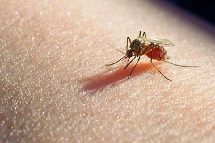 Detectan el primer caso de Malaria en San Luis