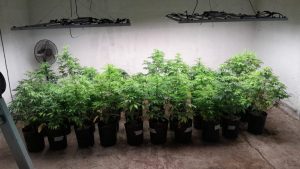 Gran operativo en Estancia Grande: la Policía desmanteló la mayor plantación de marihuana de San Luis