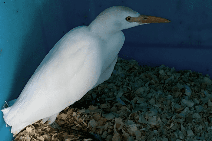 Rehabilitación en marcha: ocho animales silvestres se recuperan en La Florida