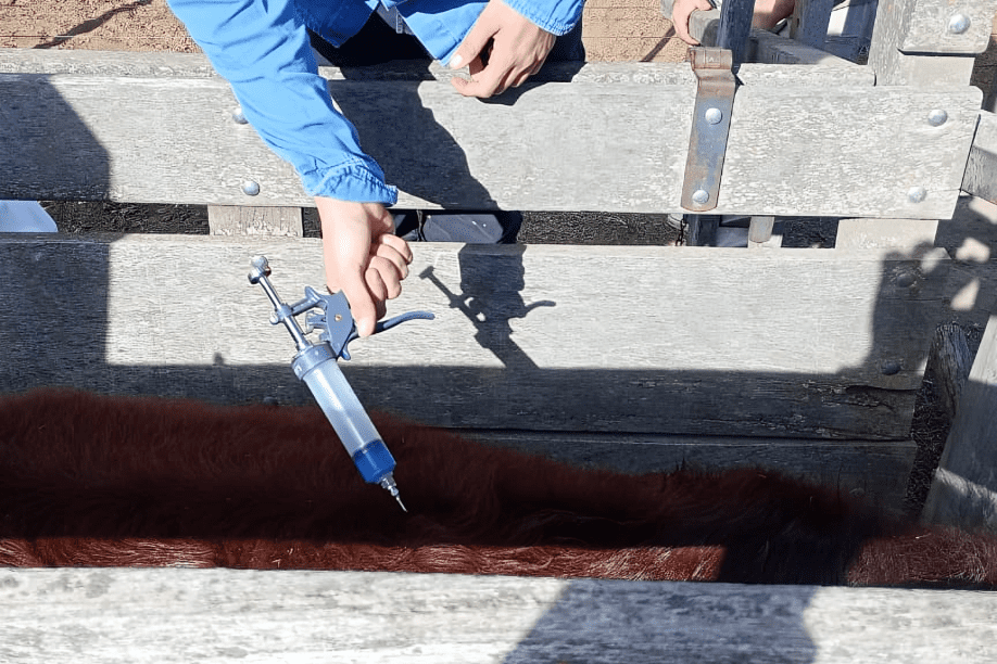 Villa del Carmen: nueva jornada de asistencia sanitaria para productores rurales